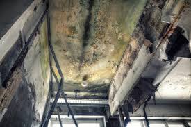 Best Attic Mold Removal  in Beverly Hills, CA